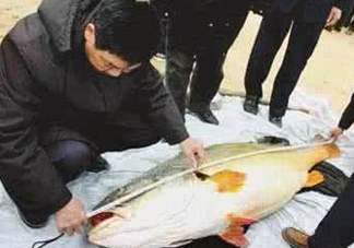 黃唇魚魚鰾真的那么神？黃唇魚魚鰾真實(shí)藥用價(jià)值