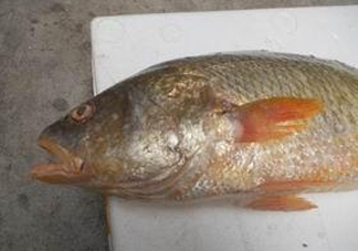 黃唇魚魚鰾能救命？黃唇魚魚鰾可以救命？