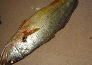 金錢鳘是什么？金錢鳘怎么讀？