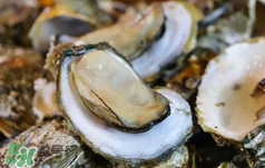 丹麥生蠔能吃嗎？生蠔的吃法大全集