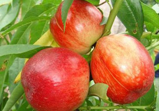 油桃可以榨汁嗎？油桃怎么榨汁？