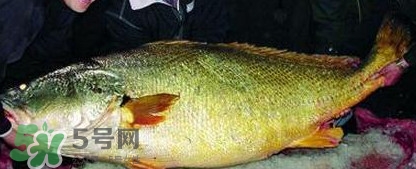 金錢鳘是保護動物嗎？金錢鳘是國家保護動物嗎