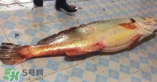 金錢鳘是什么？金錢鳘怎么讀？