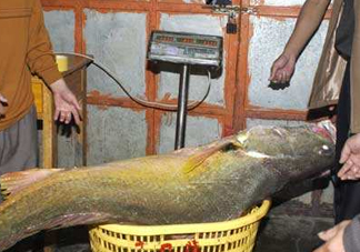 金錢鳘是保護(hù)動物嗎？金錢鳘是國家保護(hù)動物嗎