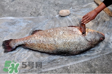 黃唇魚是海魚嗎？黃唇魚是海鮮嗎