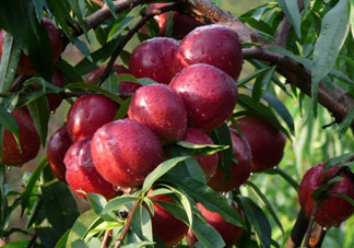 ?油桃是發(fā)物嗎？?油桃是不是發(fā)物？