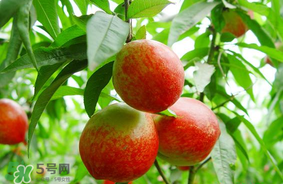 油桃可以榨汁嗎？油桃怎么榨汁？