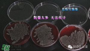 三文魚有刺嗎？三文魚的刺怎么處理