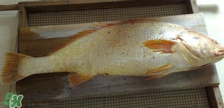 黃唇魚(yú)怎么做？黃唇魚(yú)怎么保存