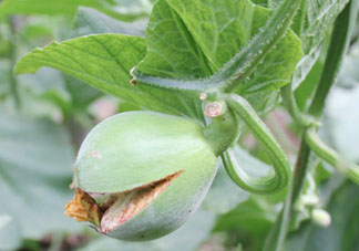 香瓜裂口怎么回事？香瓜裂了怎么辦？