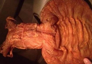 黃唇魚魚鰾是什么？魚鰾是魚的哪個(gè)部位