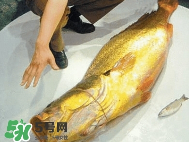 金錢(qián)鳘為什么那么貴？金錢(qián)鳘為什么能賣(mài)那么貴