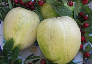 為什么吃甜瓜會(huì)嗓子疼？吃甜瓜嗓子疼怎么辦？