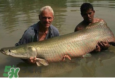 黃唇魚為什么貴？黃唇魚有什么藥用價值？