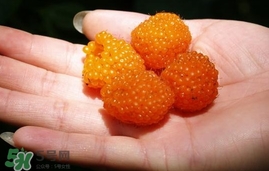 空心泡能吃嗎？空心泡與樹莓的差別