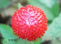 蛇莓有毒嗎？蛇莓有沒(méi)有毒