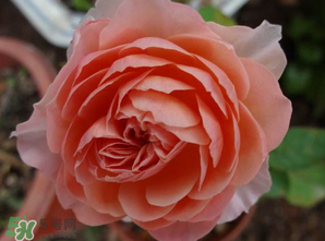 五月份可以扦插月季嗎？5月份適合插月季嗎？