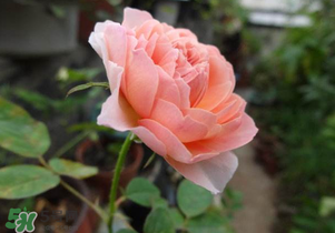 五月份可以扦插月季嗎？5月份適合插月季嗎？