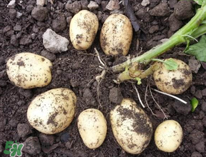 五月份可以種土豆嗎？5月份能種土豆嗎？