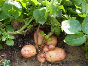 五月份可以種土豆嗎？5月份能種土豆嗎？