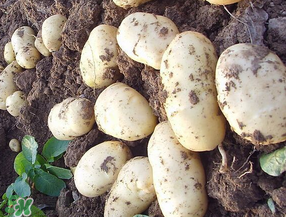 五月份可以種土豆嗎？5月份能種土豆嗎？