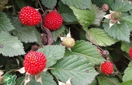 蛇莓是野草莓嗎？蛇莓和野草莓的區(qū)別