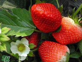 5月份可以種草莓嗎？五月份可以種草莓嗎？