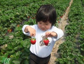 5月份能摘草莓嗎？五月份還有草莓摘嗎？