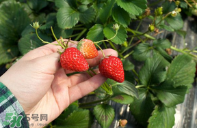 5月份能摘草莓嗎？五月份還有草莓摘嗎？