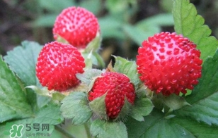 蛇莓是什么？蛇莓和覆盆子的區(qū)別