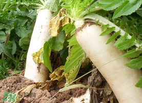 五月份可以種蘿卜嗎？幾月份種蘿卜最合適？