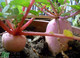 五月份可以種蘿卜嗎？幾月份種蘿卜最合適？