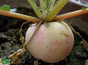 五月份可以種蘿卜嗎？幾月份種蘿卜最合適？