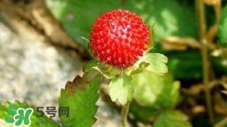 蛇莓收購多少一公斤？蛇莓價格