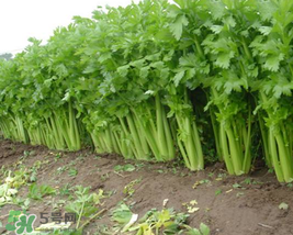 五月份可以種芹菜嗎？芹菜適合什么時候播種？