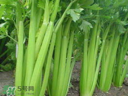 五月份可以種芹菜嗎？芹菜適合什么時候播種？