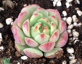 五月份適合種多肉嗎？什么季節(jié)適合種多肉？