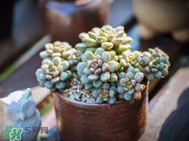 五月份適合種多肉嗎？什么季節(jié)適合種多肉？