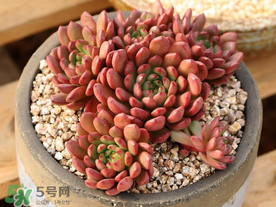 五月份適合種多肉嗎？什么季節(jié)適合種多肉？