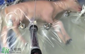 人造子宮初現(xiàn)曙光，未來將是男媽媽的天下？