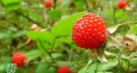 野草莓怎么吃？野草莓怎么清洗