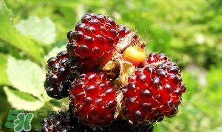 野草莓有毒嗎？野草莓有沒有毒