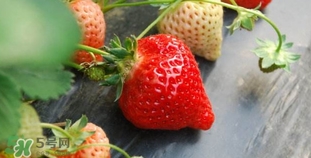 野草莓有毒嗎？野草莓有沒有毒