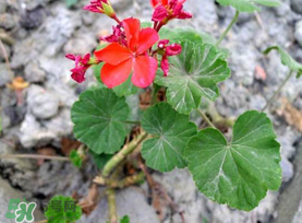 五月份種什么花？5月份適合種什么花？