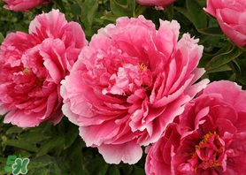 五月份種什么花？5月份適合種什么花？