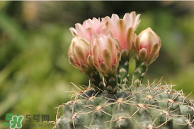 五月份種什么花？5月份適合種什么花？