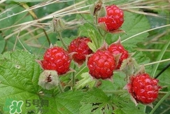 空心泡能吃嗎？空心泡與樹莓的差別