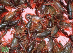 五月份能釣龍蝦嗎？5月份可以釣龍蝦嗎？