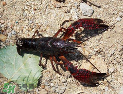 五月份能釣龍蝦嗎？5月份可以釣龍蝦嗎？