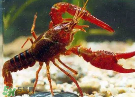 什么時(shí)候釣龍蝦最好？龍蝦幾月份能釣？